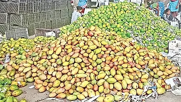 టేబుల్‌ మామిడి బంగారు పంట: చిత్తూరు నుంచి 17 వేల టన్నుల ఇతర రాష్ట్రాలకు ఎగుమతి