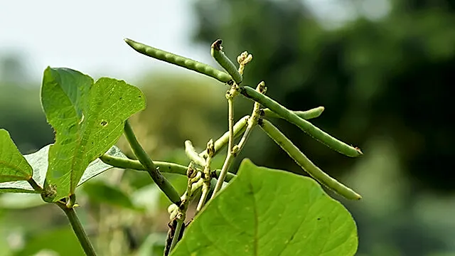 మినుము పంటకు తెగుళ్లు రైతుల్లో ఆందోళన