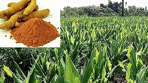 దేశంలో పసుపు సాగులో అగ్రస్థానంలో తెలంగాణ
