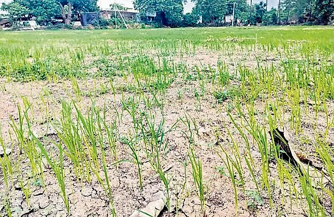 నీరు లేక ఎండిన వరి  నేలలు… రైతుల్లో ఆందోళన
