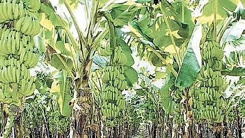 అరటి ధరల పెరుగుదలతో రైతులకు ఊరట