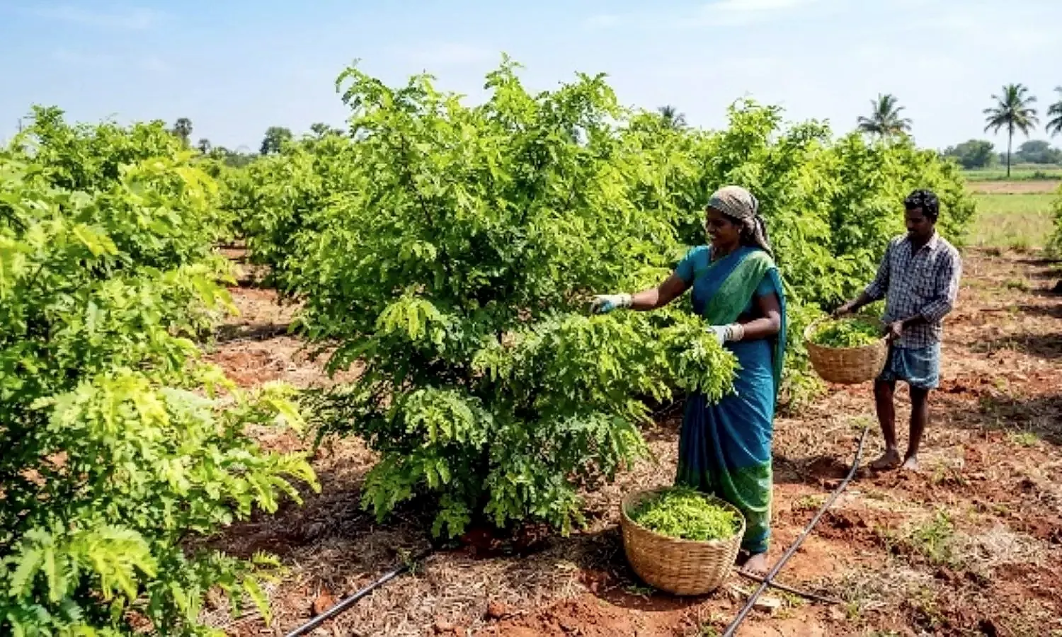 తక్కువ ఎత్తు హైబ్రిడ్ చింత చెట్ల సాగు… చిగురు ద్వారా స్థిర ఆదాయం