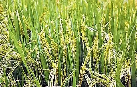 వరి సాగులో తెగుళ్లకు చెక్ పెట్టి దిగుబడులు పెంచండి