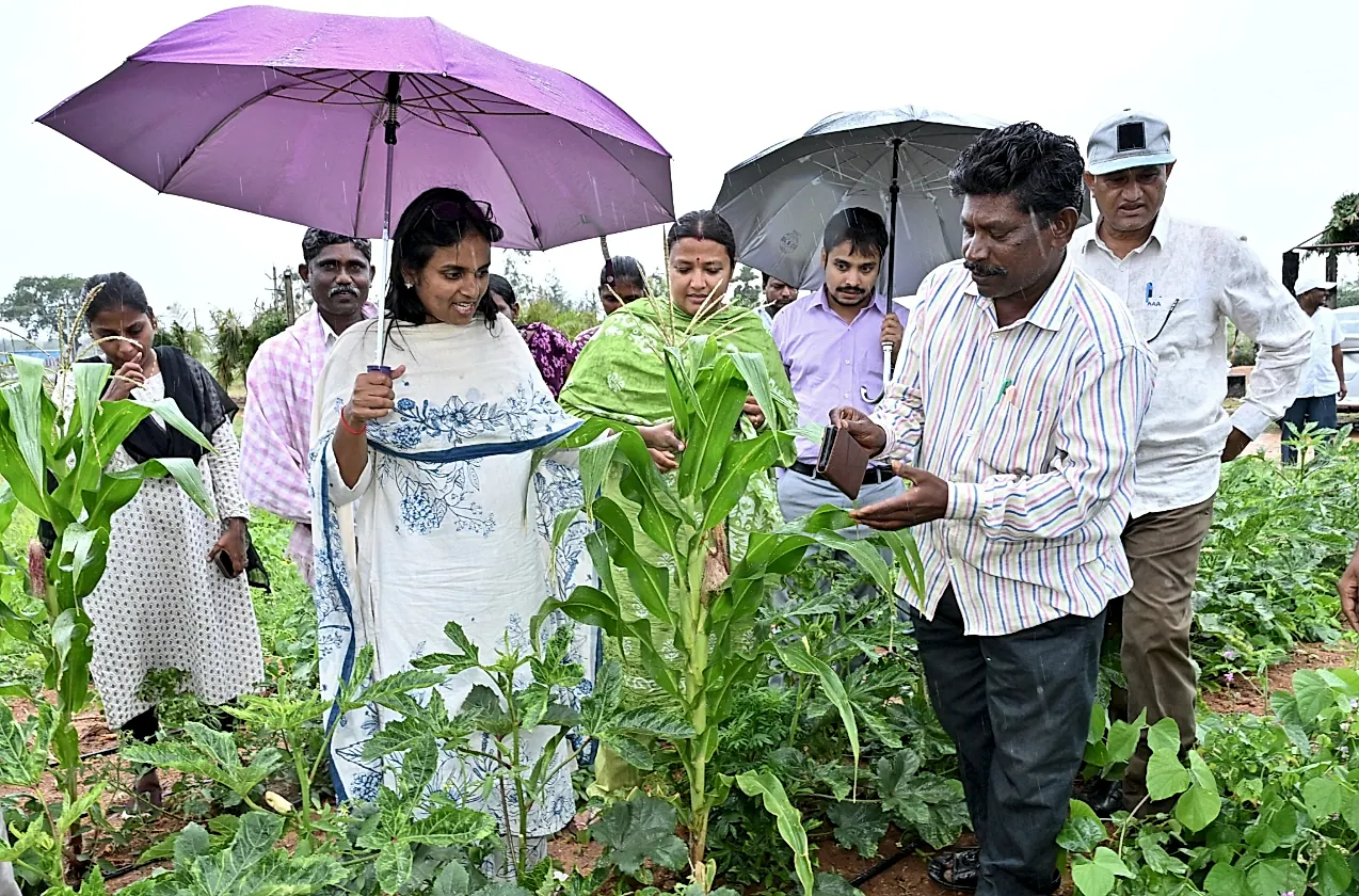 జేసీ పర్యవేక్షణలో సహజ వ్యవసాయ పద్ధతుల పరిశీలన-కర్నూలు జిల్లా కలెక్టర్