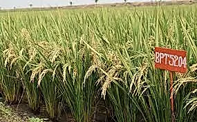 బీపీటీ సోనాతో ఎకరాకు 40–45 బస్తాలు… విత్తన వరితో అదనపు ఆదాయం