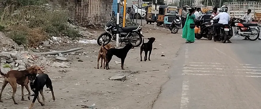 ప్రొద్దుటూరులో కుక్కల స్వైరవిహారం: బాలుడికి తీవ్ర గాయాలు