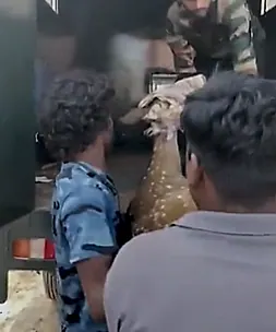 చంద్రగిరిలో గోతిలో పడిన దుప్పి.. అటవీ సిబ్బంది సురక్షితంగా రక్షణ