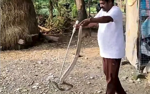 12 గుడ్లు మింగి కదల్లేకపోయిన నాగుపాము