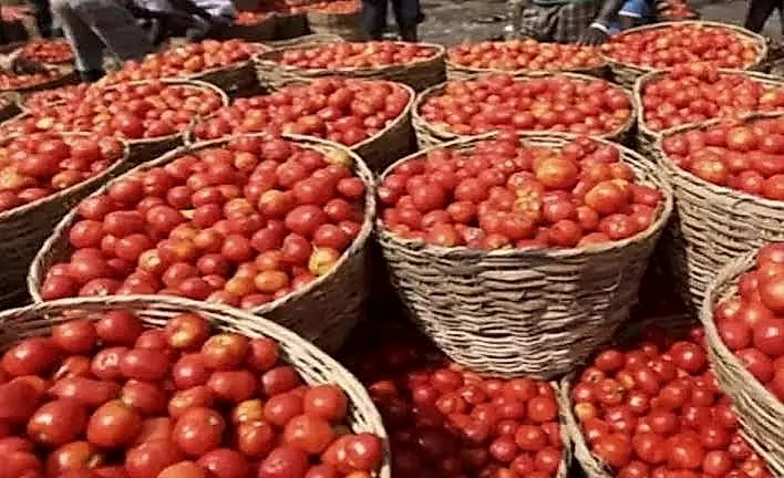 టమాట ధరల జాక్‌పాట్‌… ఏడాది తర్వాత రైతుల ముఖాల్లో వెలుగు