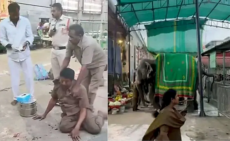 తిరుచానూరు పద్మావతి అమ్మవారి ఆలయంలో ఏనుగు బీభత్సం