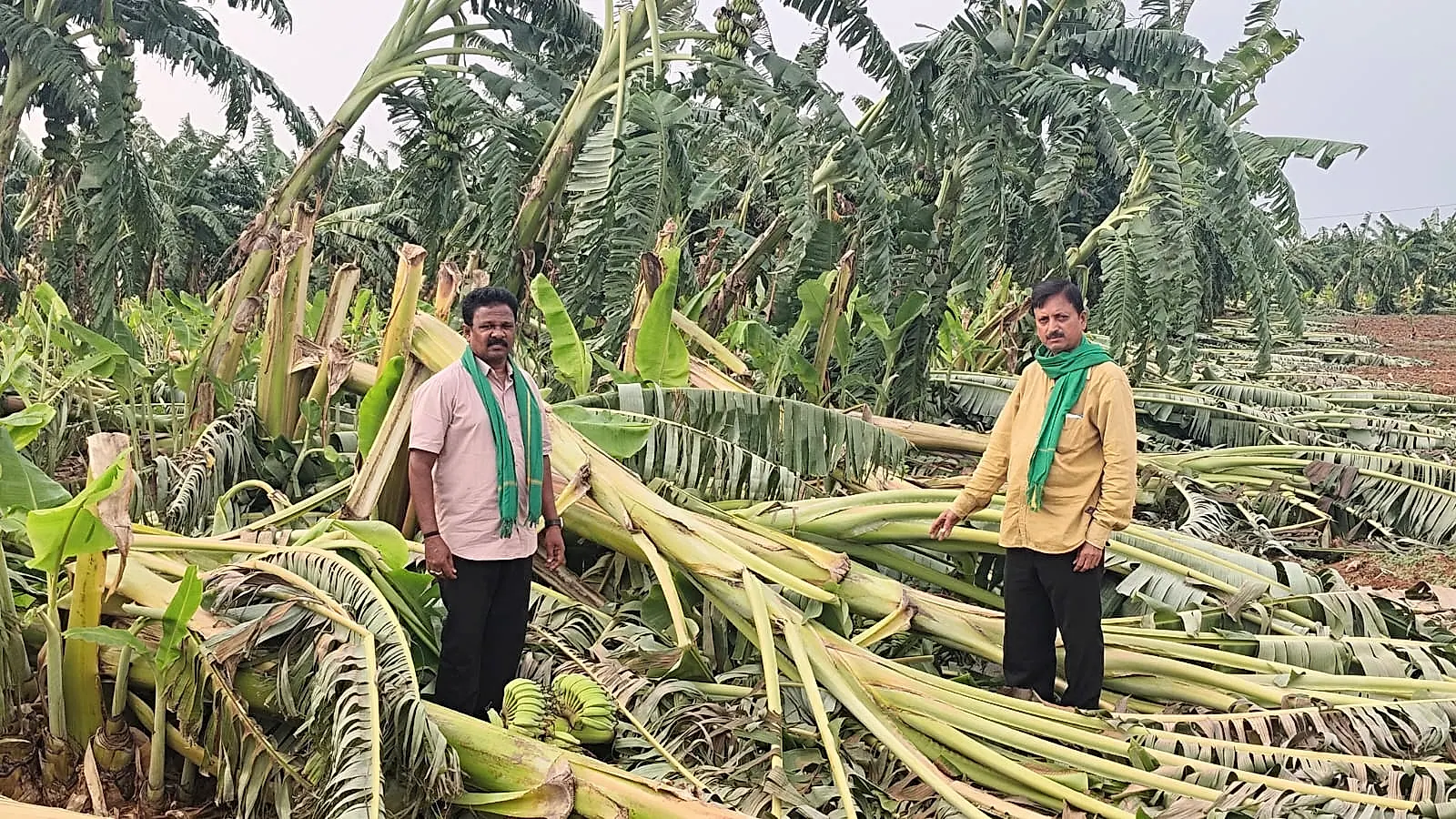 పెనుగాలులతో నష్టపోయిన అరటి రైతులకు పరిహారం చెల్లించాలి: ఆంధ్రప్రదేశ్ రైతు సంఘం